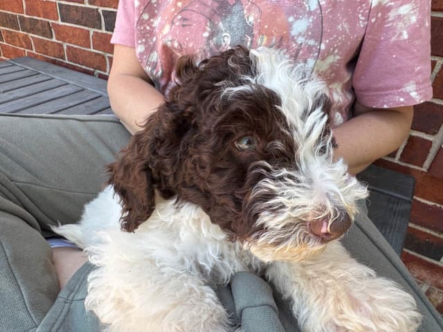 Poodle Puppies media 5