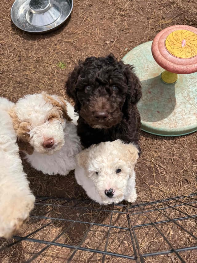 Poodle Puppies media 7