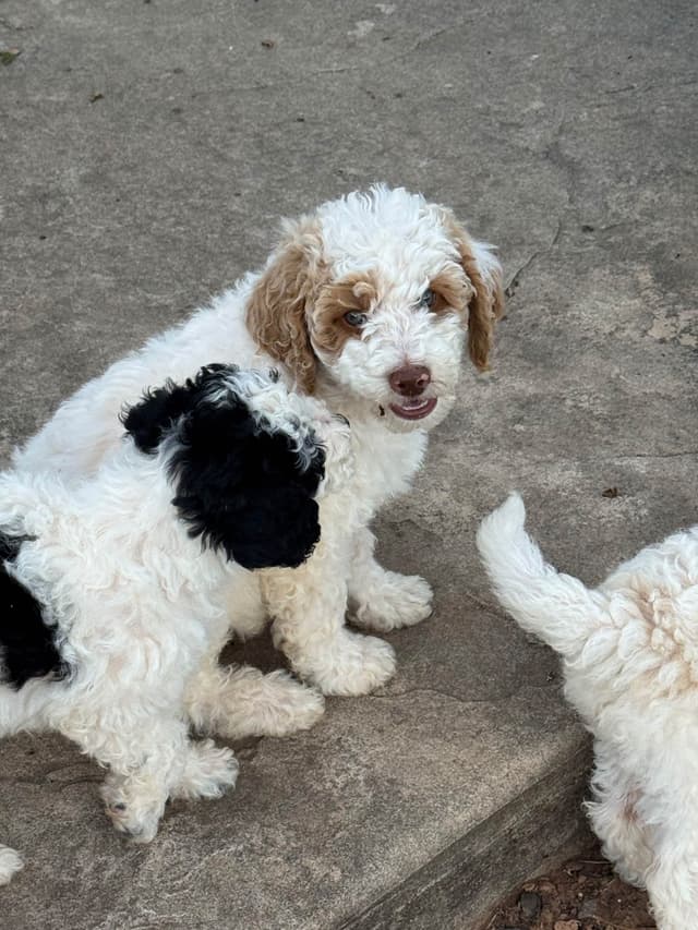 Poodle Puppies media 9