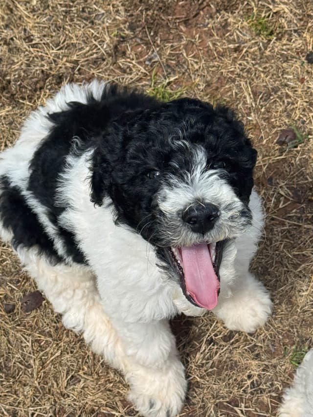 Poodle Puppies media 8