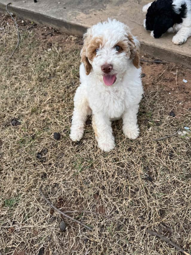 Poodle Puppies media 10