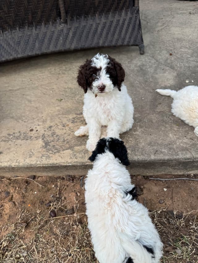 Poodle Puppies media 12