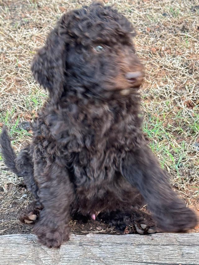 Poodle Puppies media 15