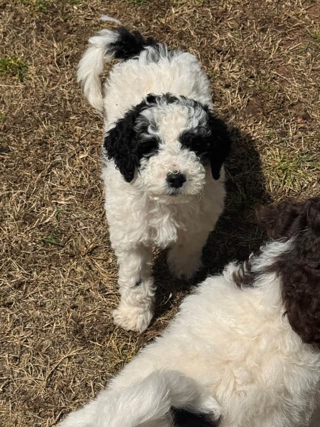 Poodle Puppies media 11
