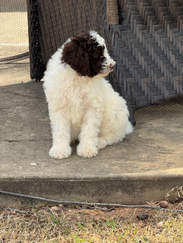 Poodle Puppies media 13