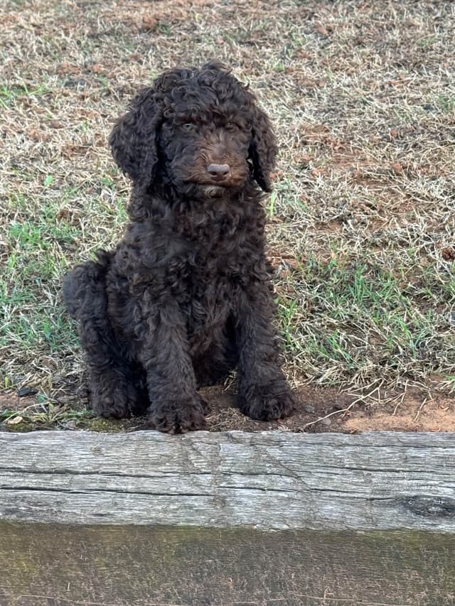 Poodle Puppies media 14