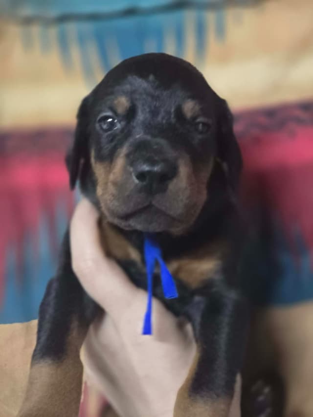 Doberman Pinscher Puppies media 2