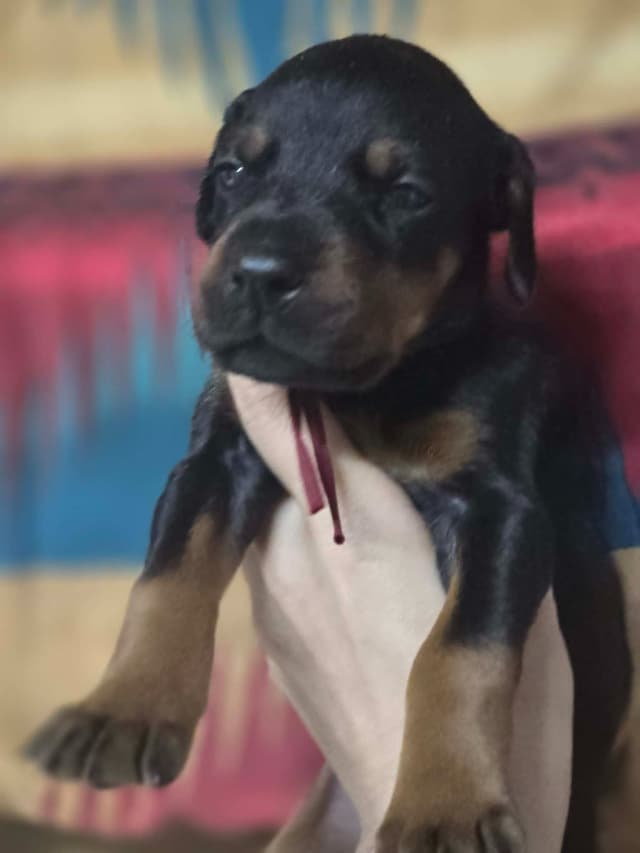 Doberman Pinscher Puppies media 3