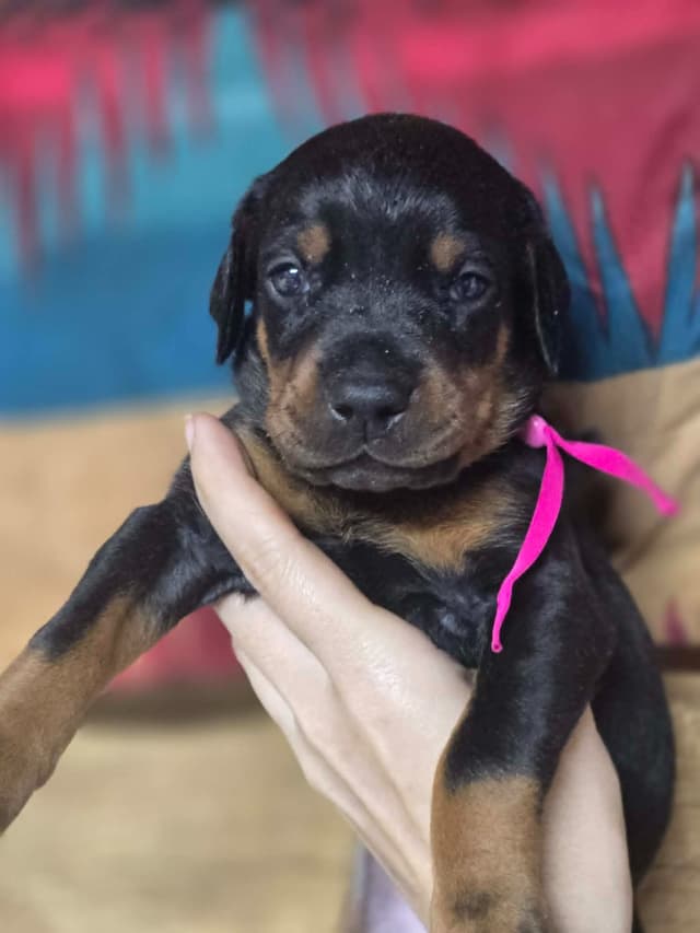 Doberman Pinscher Puppies media 7