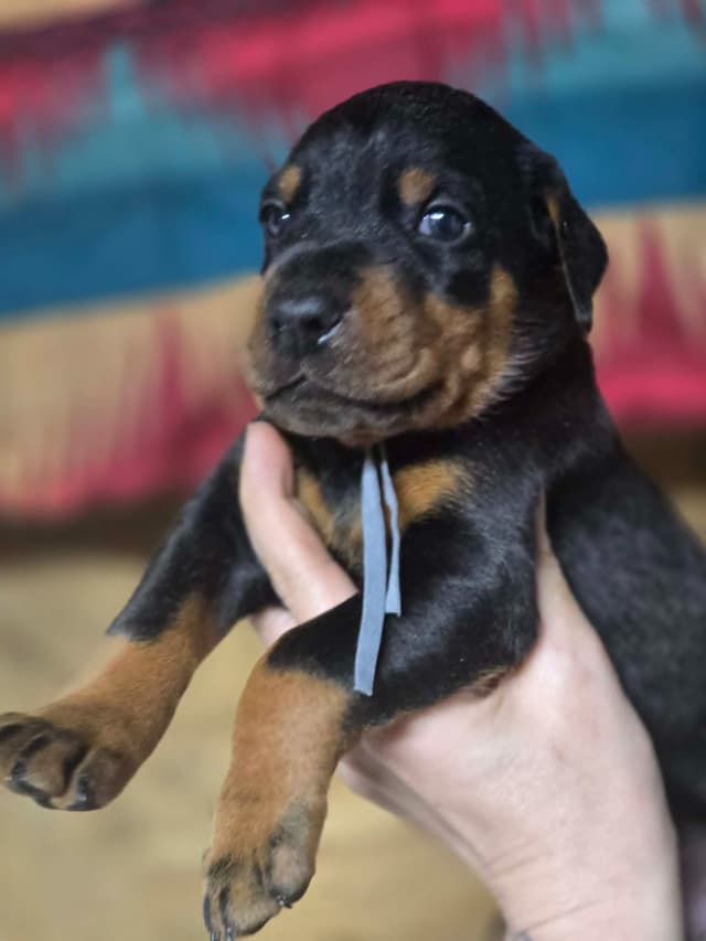 Doberman Pinscher Puppies media 4