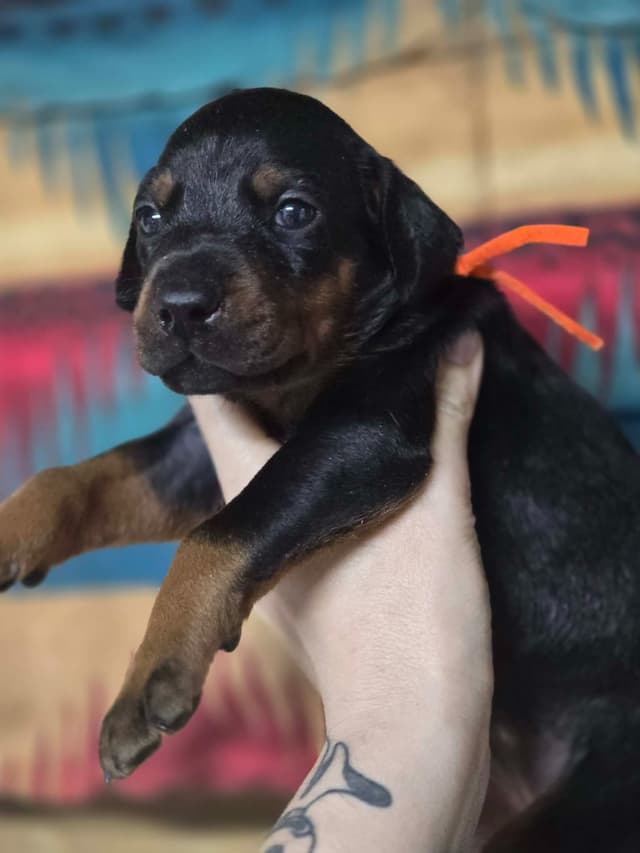 Doberman Pinscher Puppies media 8