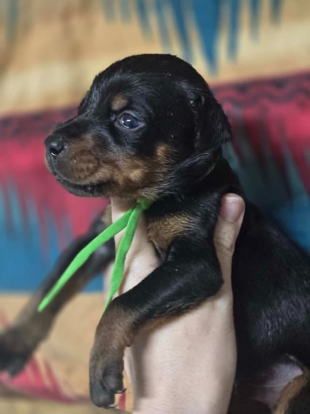 Doberman Pinscher Puppies media 5