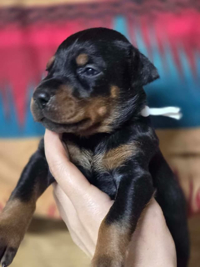 Doberman Pinscher Puppies media 11