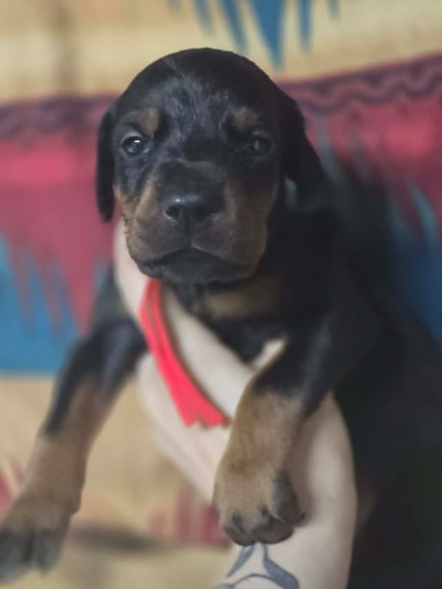 Doberman Pinscher Puppies media 10