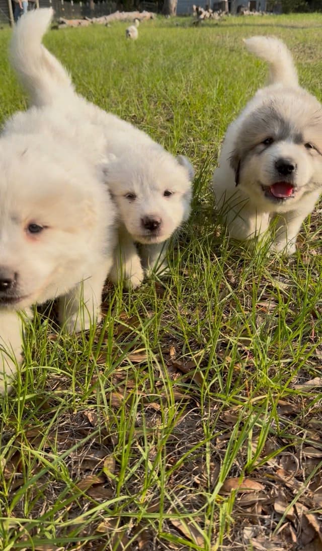 Great Pyrenees Puppies media 4
