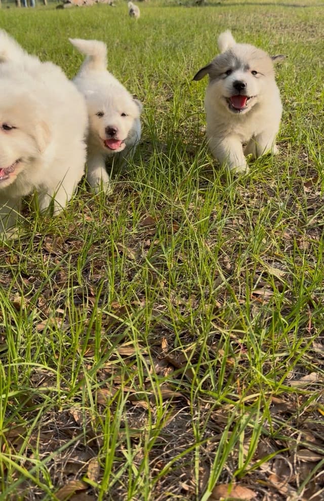 Great Pyrenees Puppies media 5