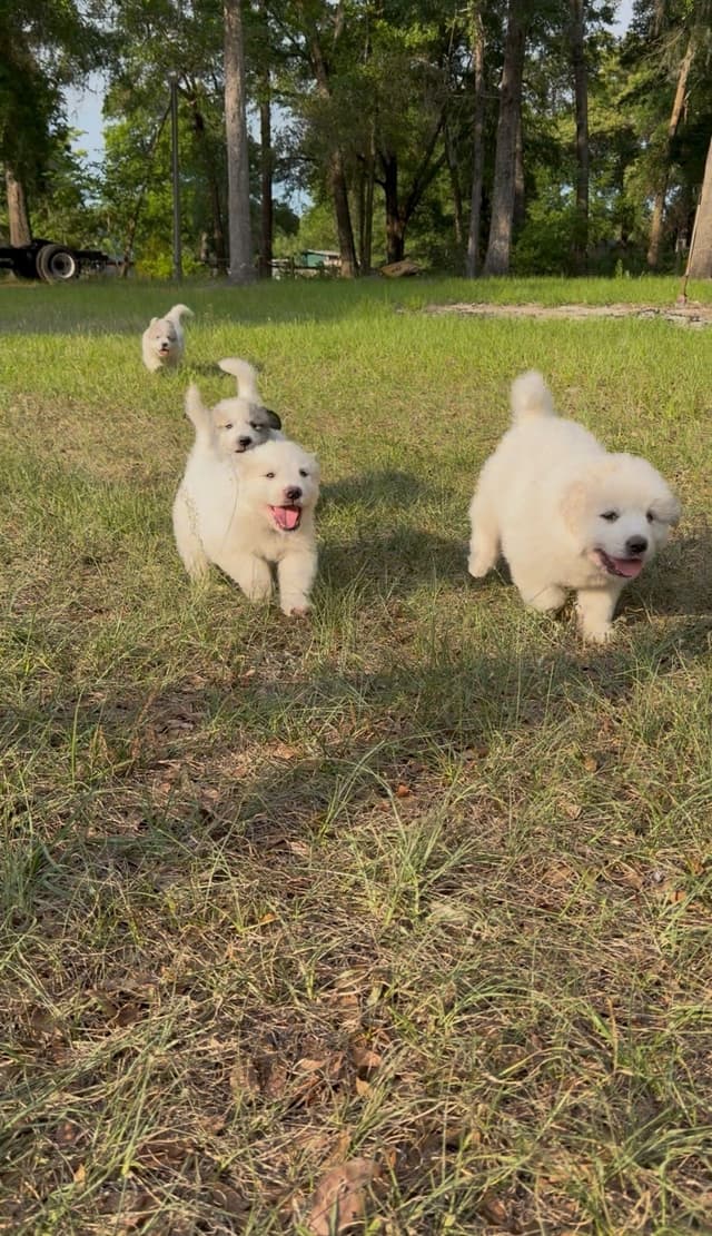 Great Pyrenees Puppies media 3