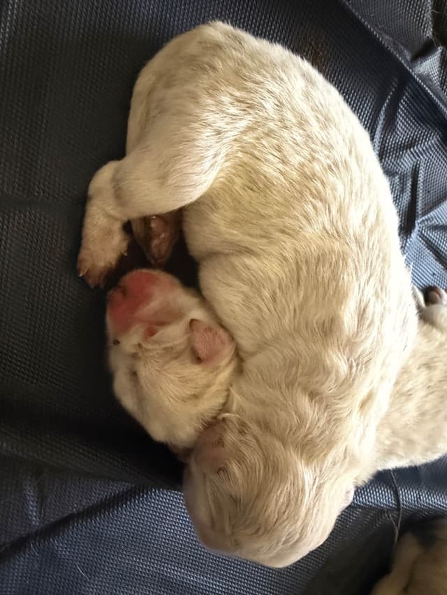 Great Pyrenees Puppies media 6