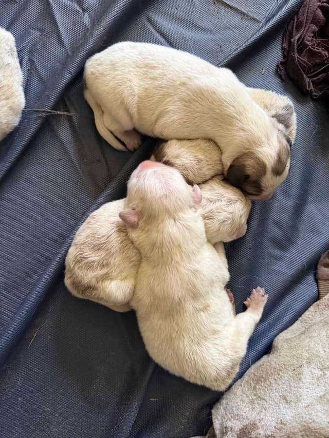 Great Pyrenees Puppies media 7