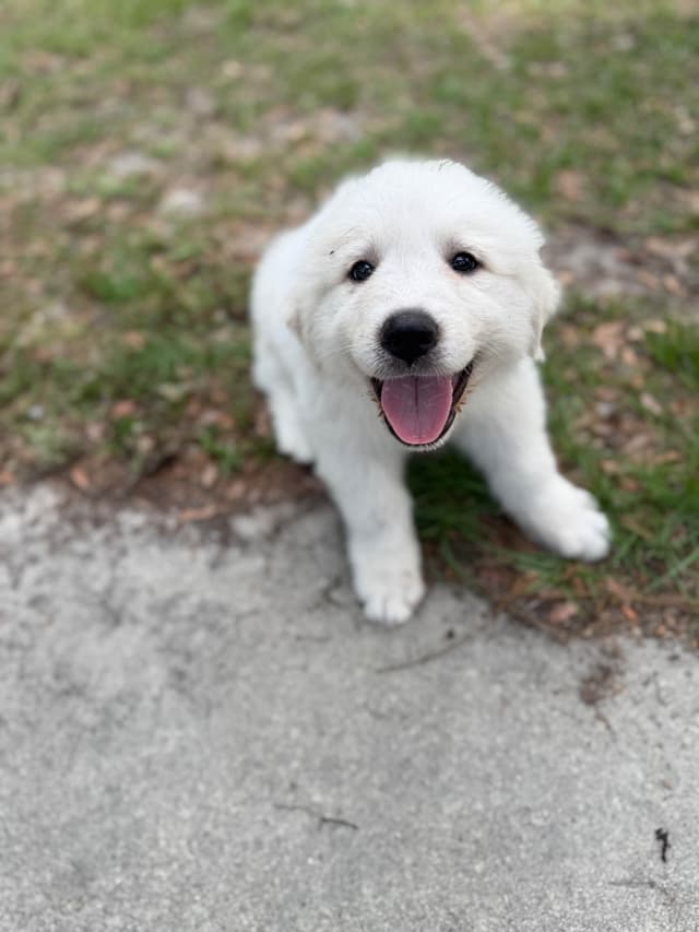 Great Pyrenees Puppies media 8