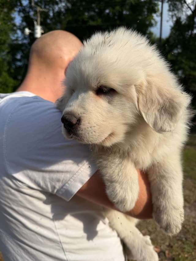 Great Pyrenees Puppies media 9