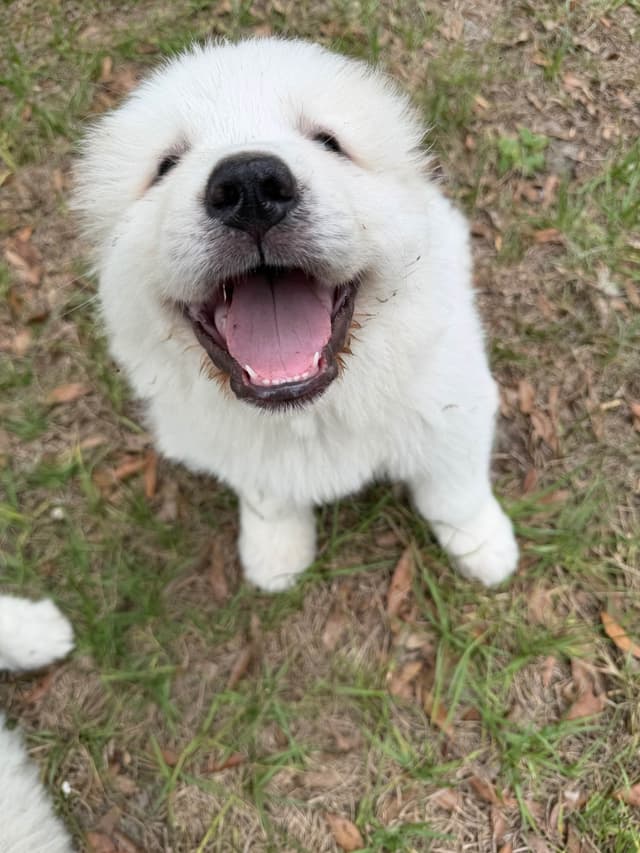 Great Pyrenees Puppies media 10