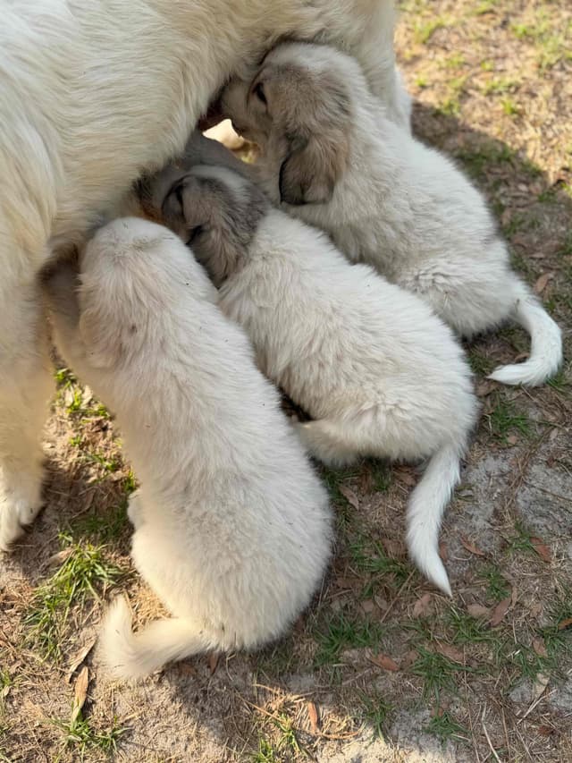 Great Pyrenees Puppies media 11