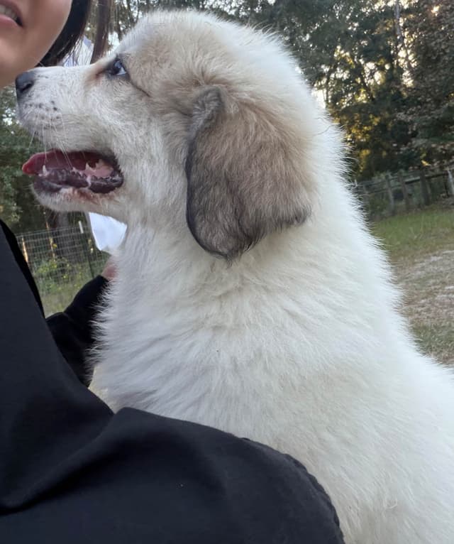 Great Pyrenees Puppies media 12
