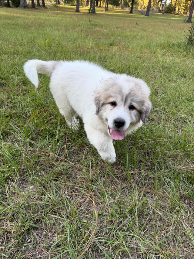 Great Pyrenees Puppies media 13