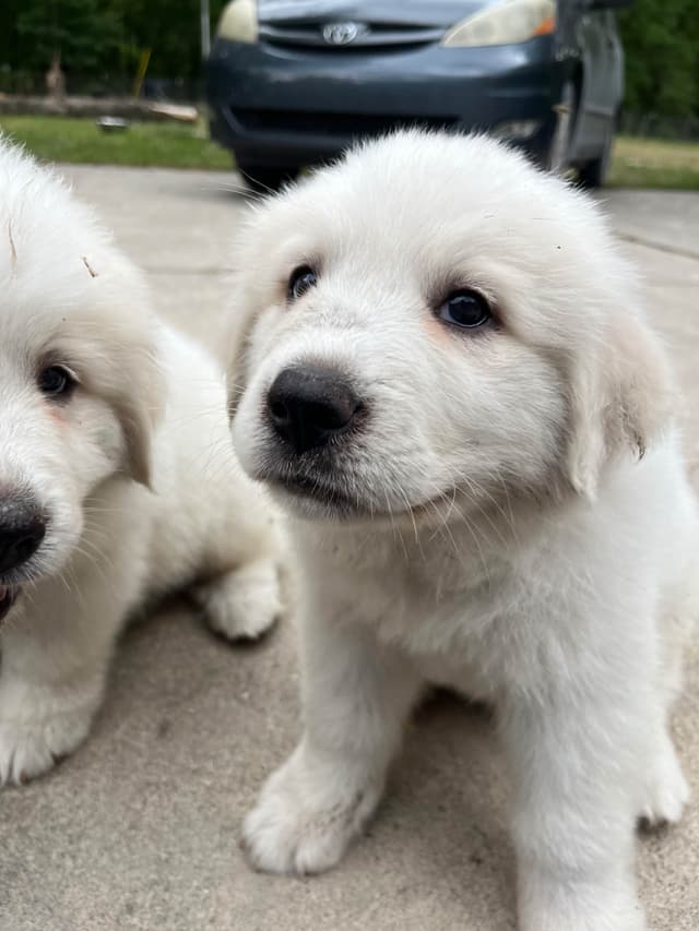 Great Pyrenees Puppies media 14
