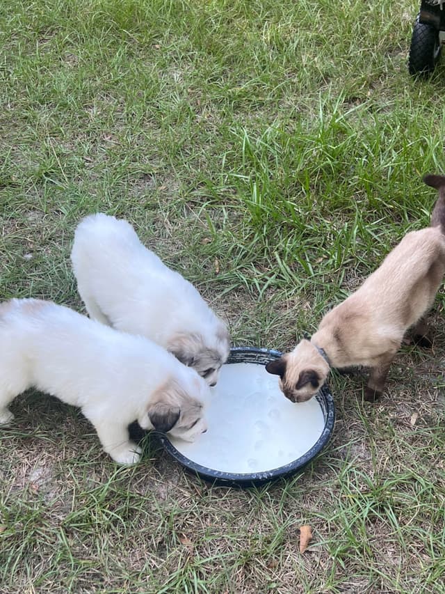 Great Pyrenees Puppies media 15