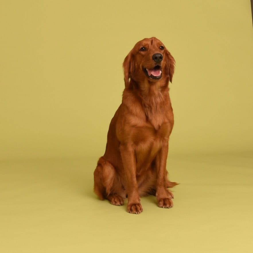 Golden Retriever Puppy breeder image 2
