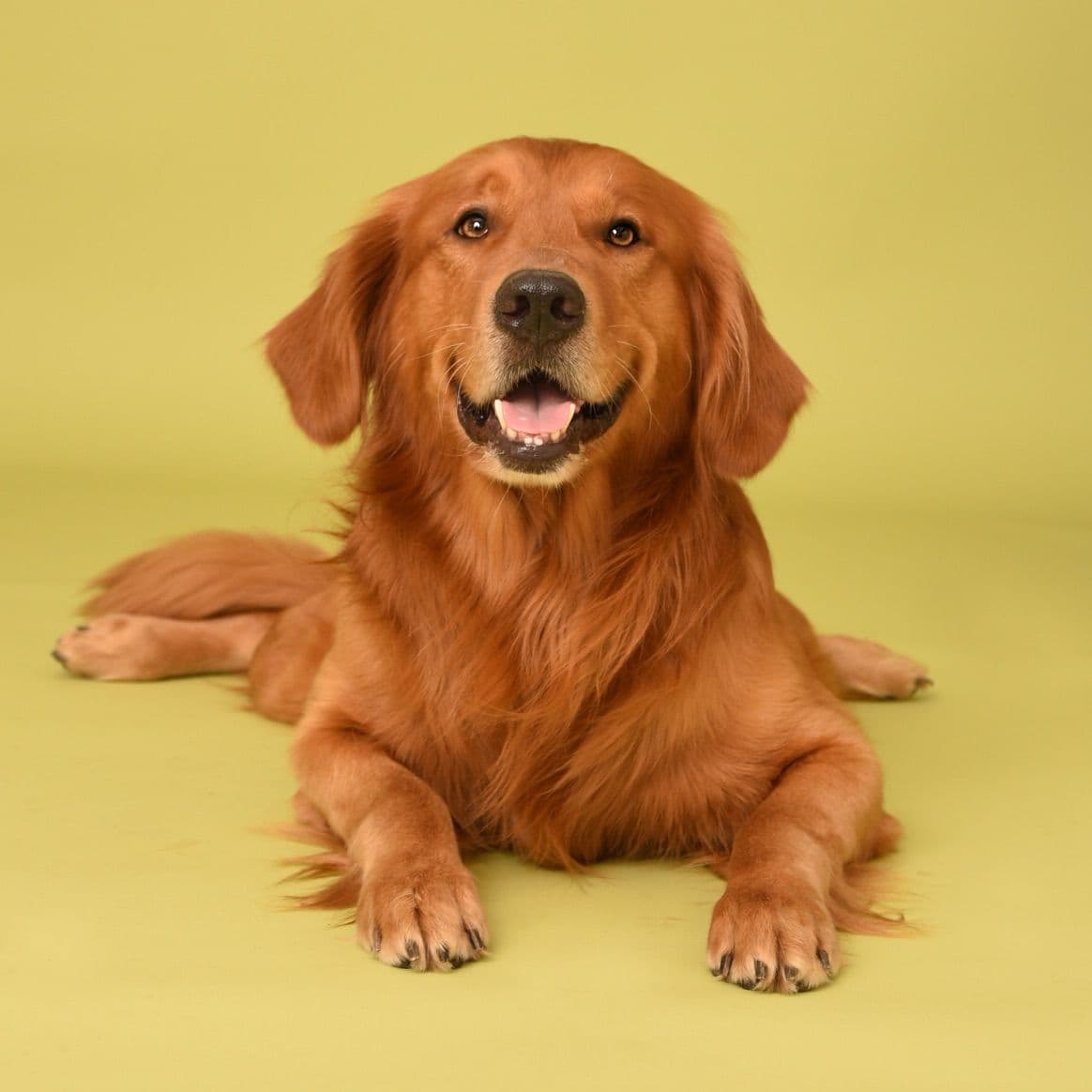 Golden Retriever Puppy breeder image 3