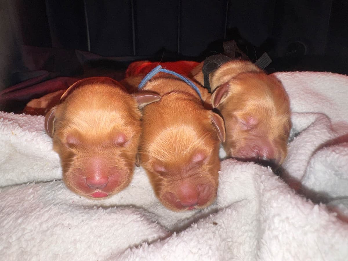 Golden Retriever Puppy breeder image 4