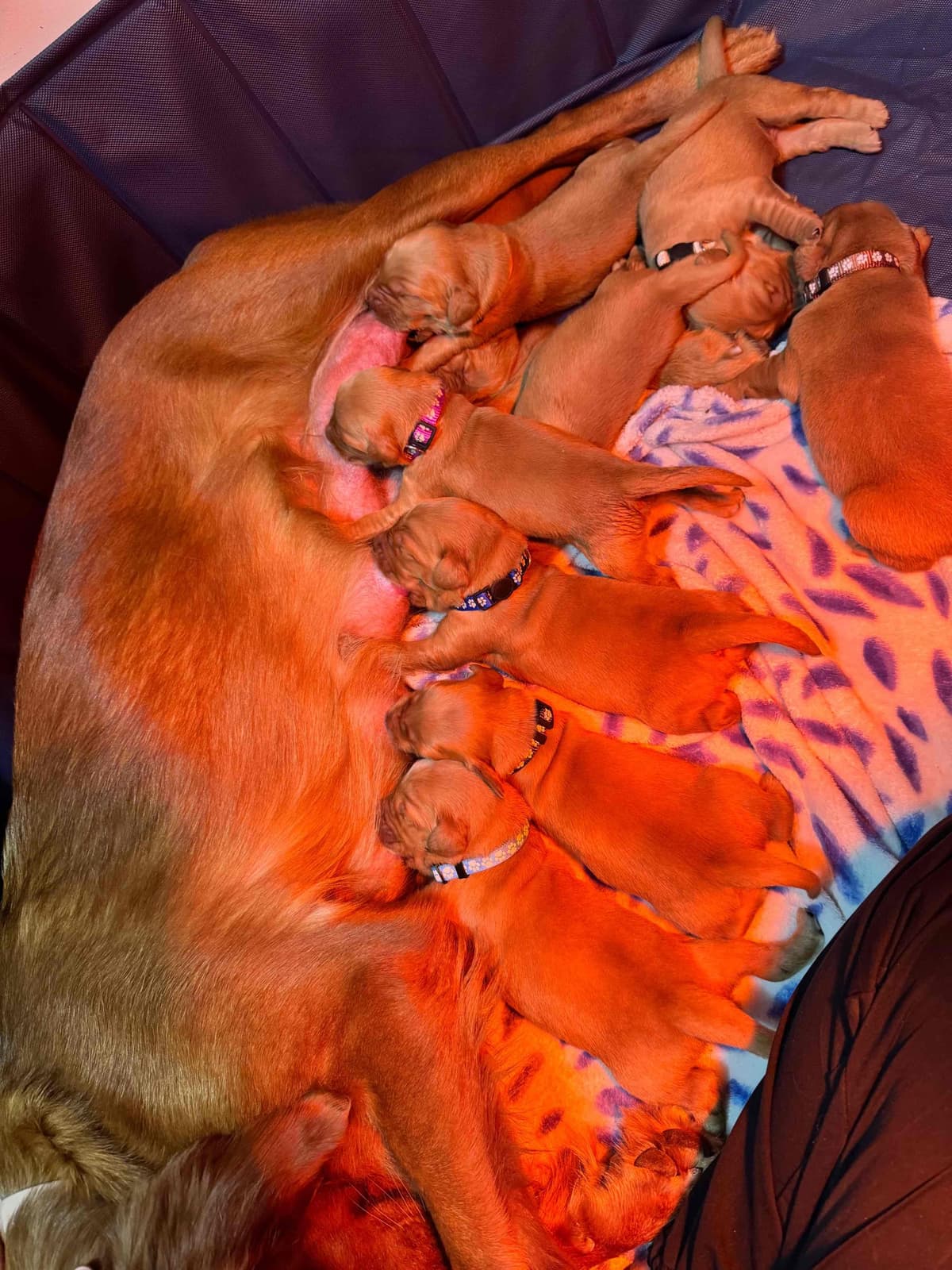 Golden Retriever Puppy breeder image 7