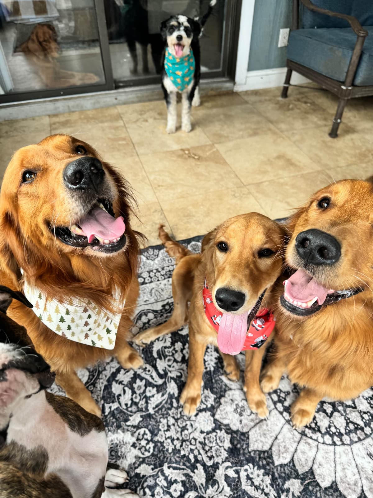 Golden Retriever Puppy breeder image 8