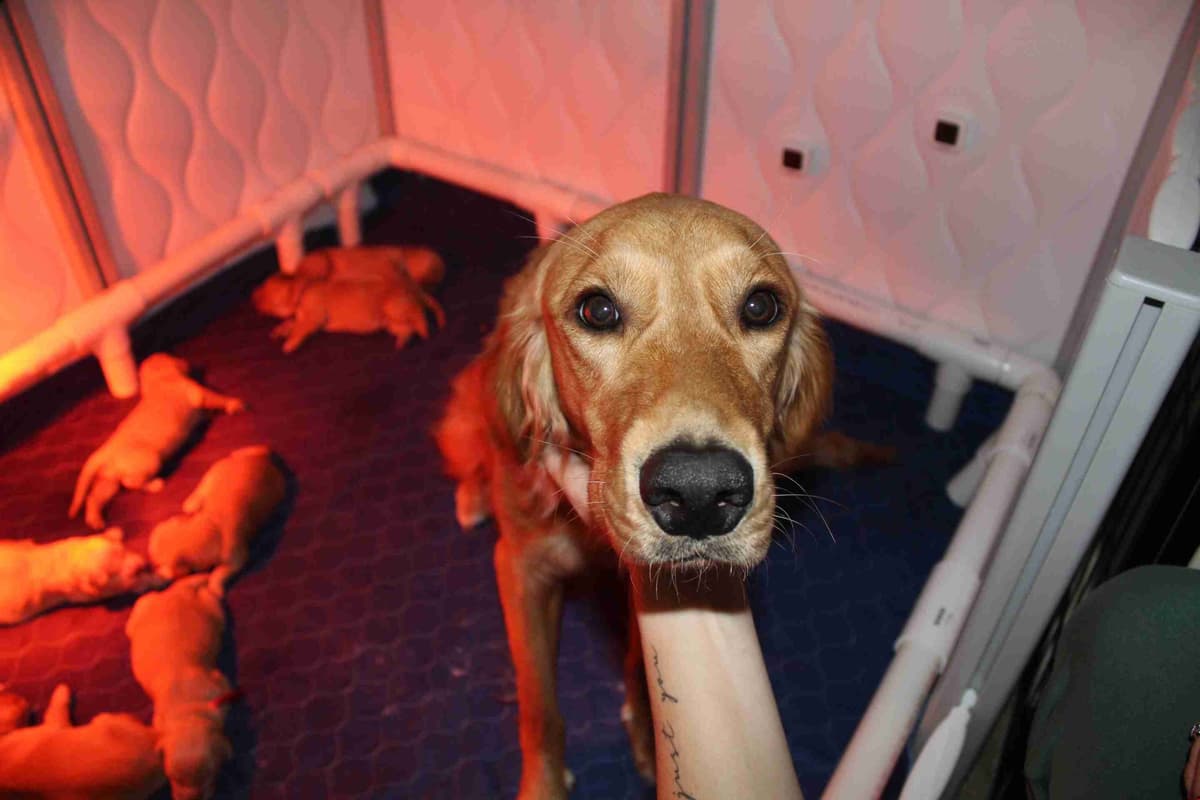 Golden Retriever Puppy breeder image 9