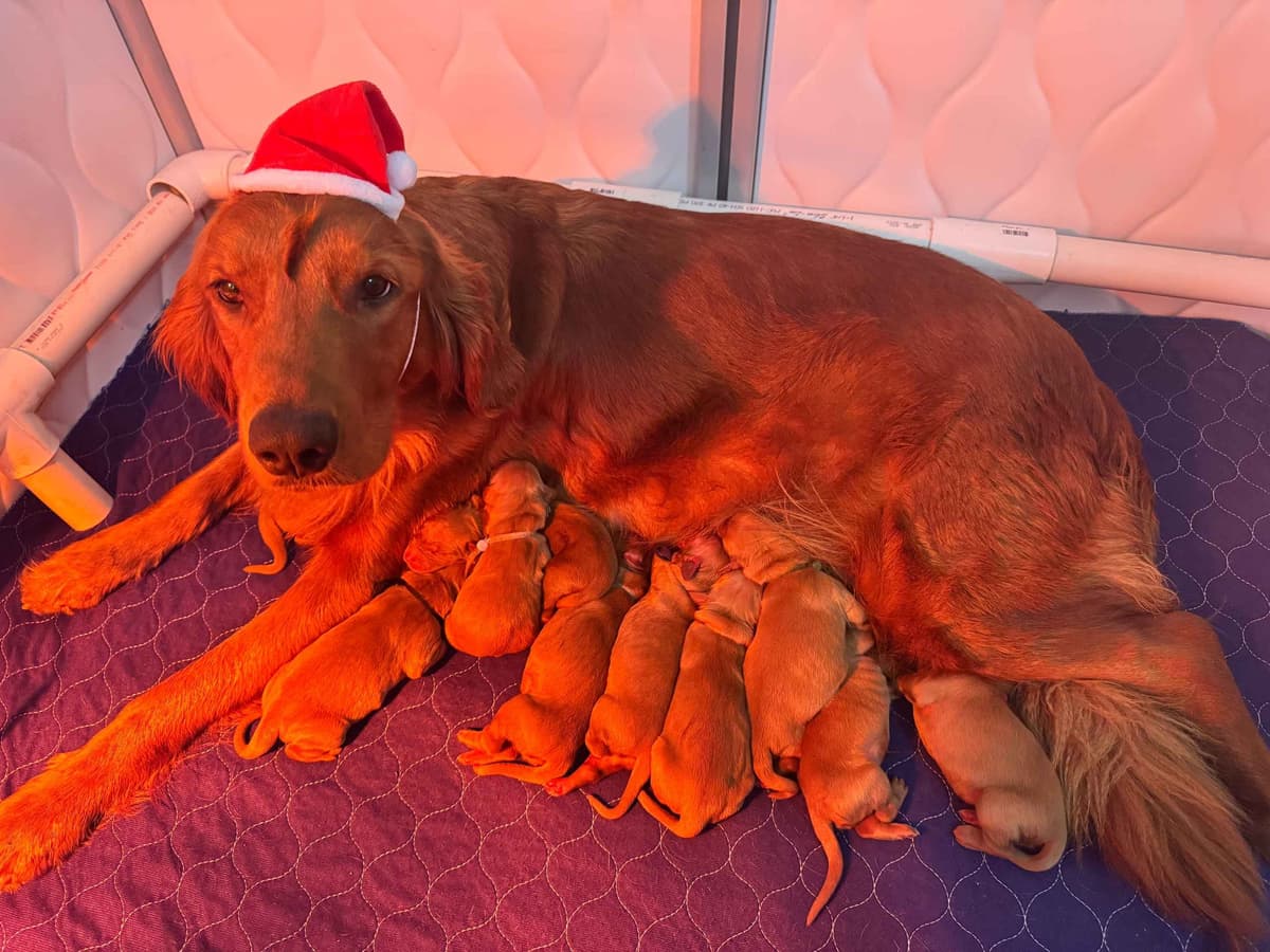 Golden Retriever Puppy breeder image 10