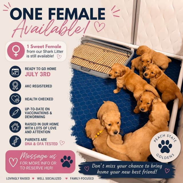 Golden Retriever Puppy media 3