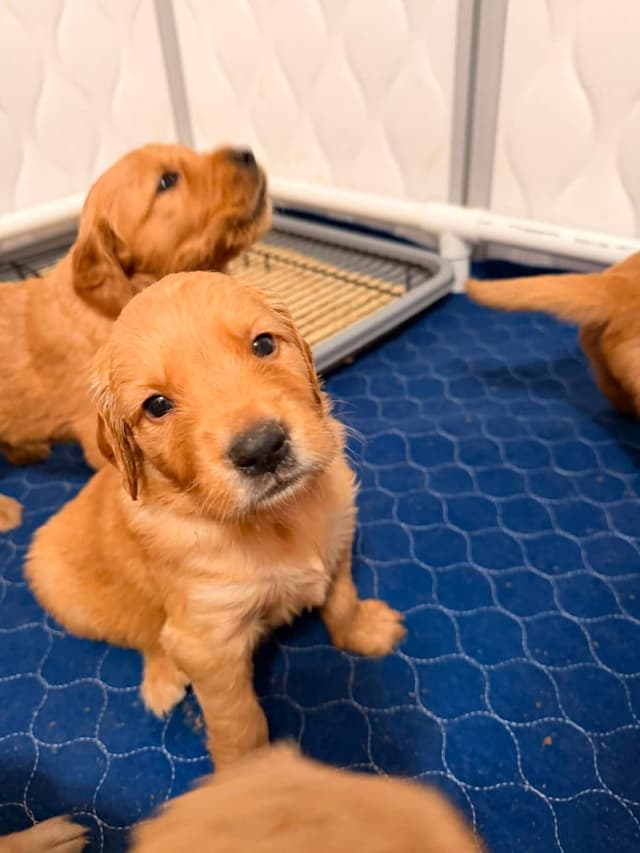 Golden Retriever Puppy media 4