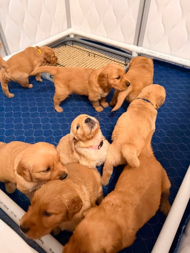 Golden Retriever Puppy media 5