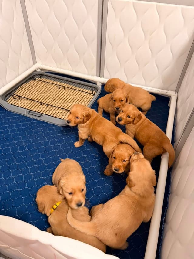 Golden Retriever Puppy media 2