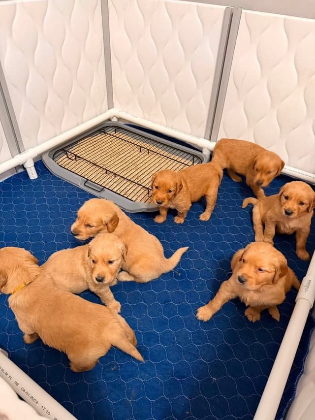 Golden Retriever Puppy media 6