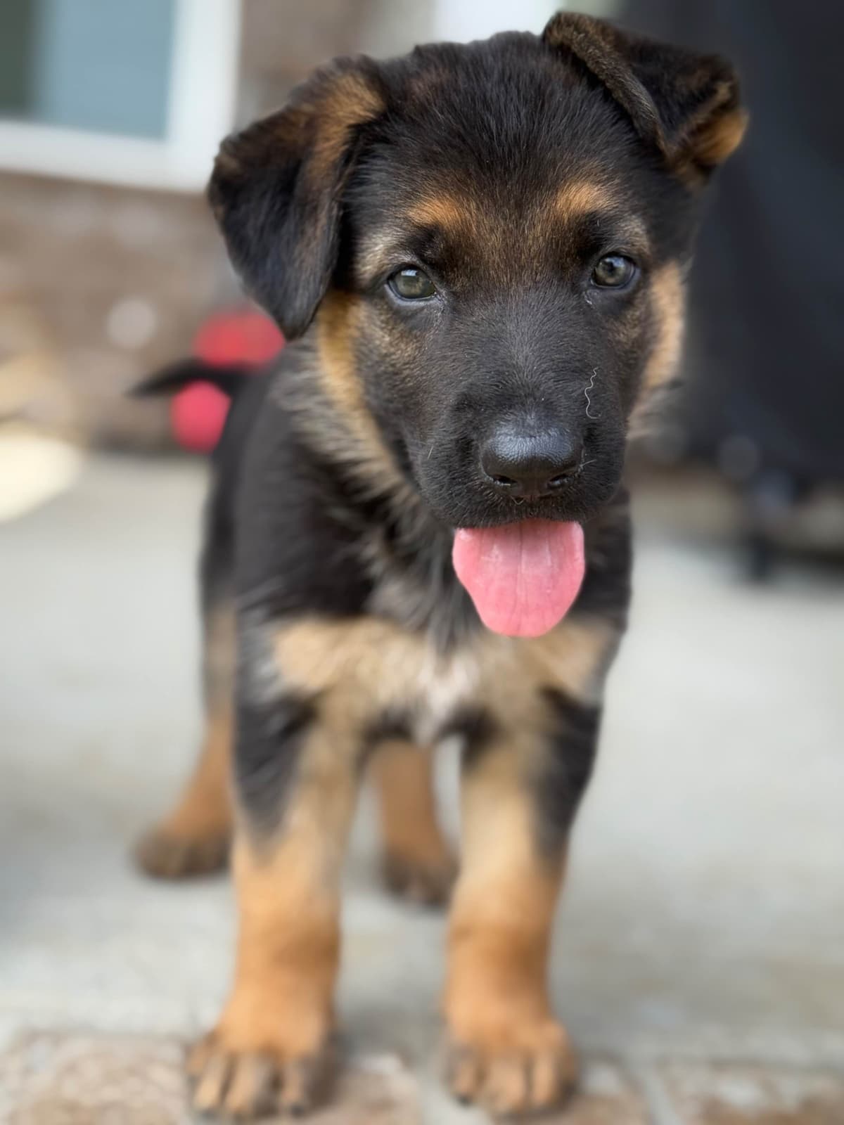 German Shepherd Dog Puppies breeder image 8