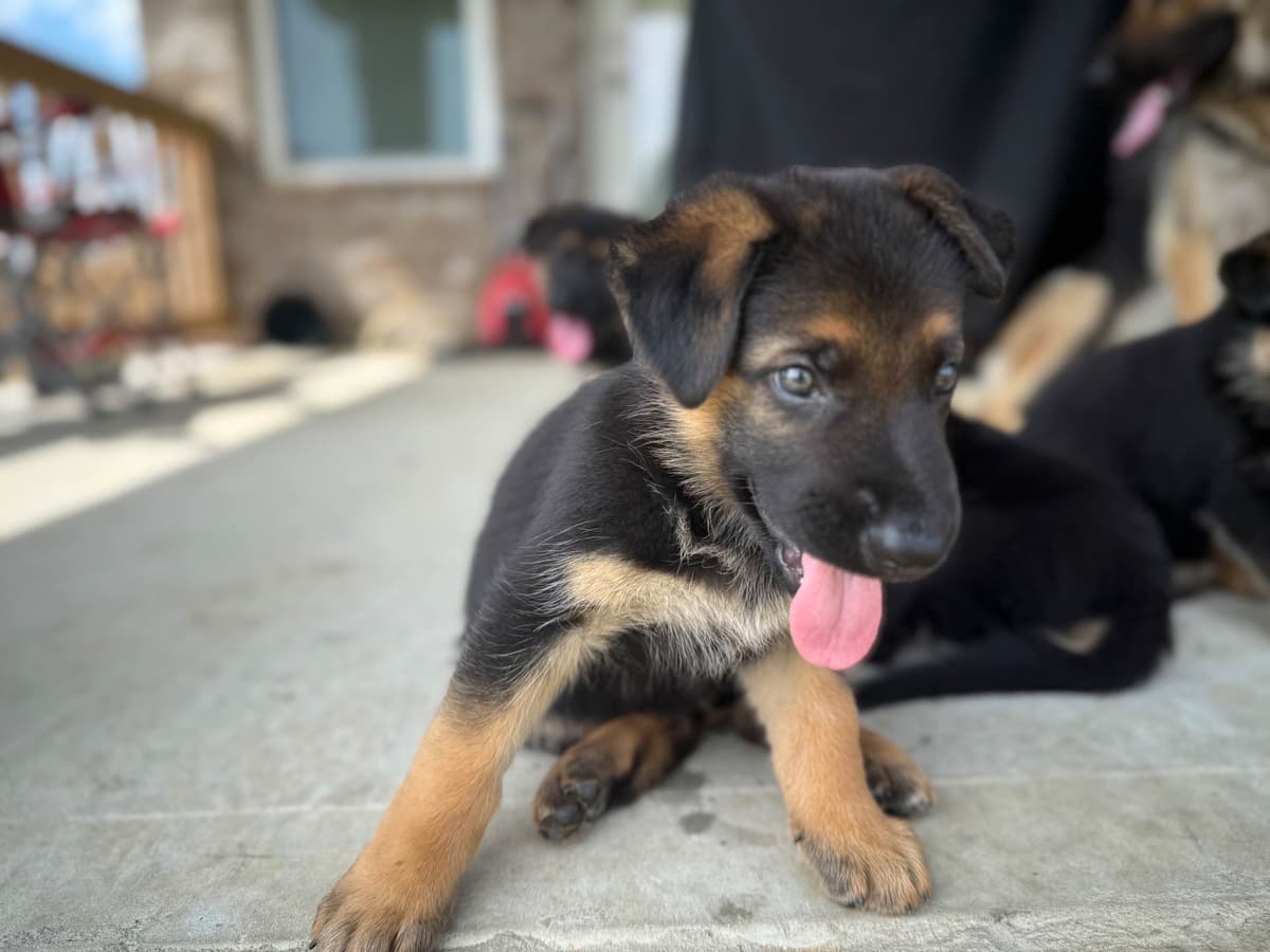 German Shepherd Dog Puppies breeder image 1