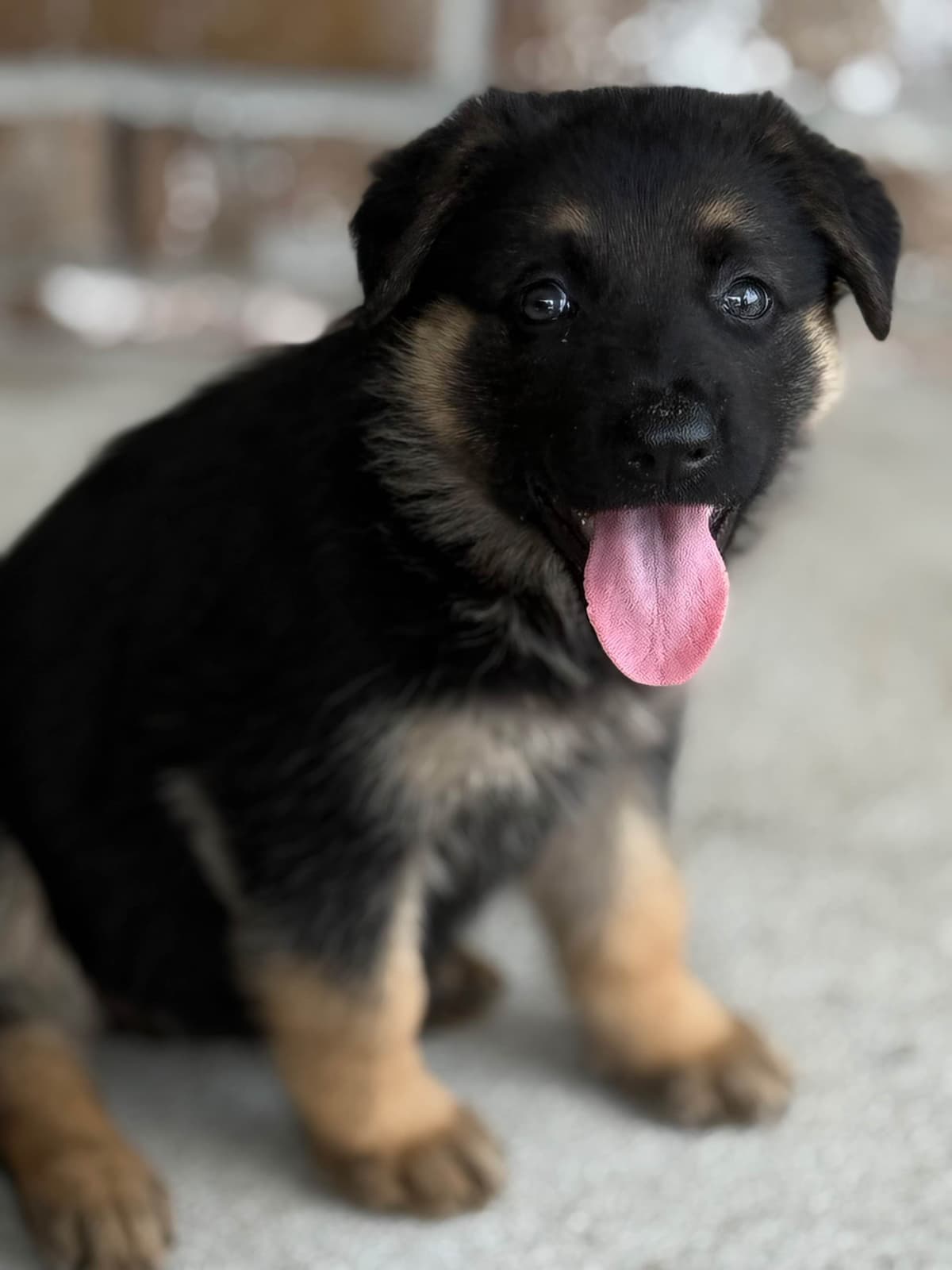 German Shepherd Dog Puppies breeder image 3