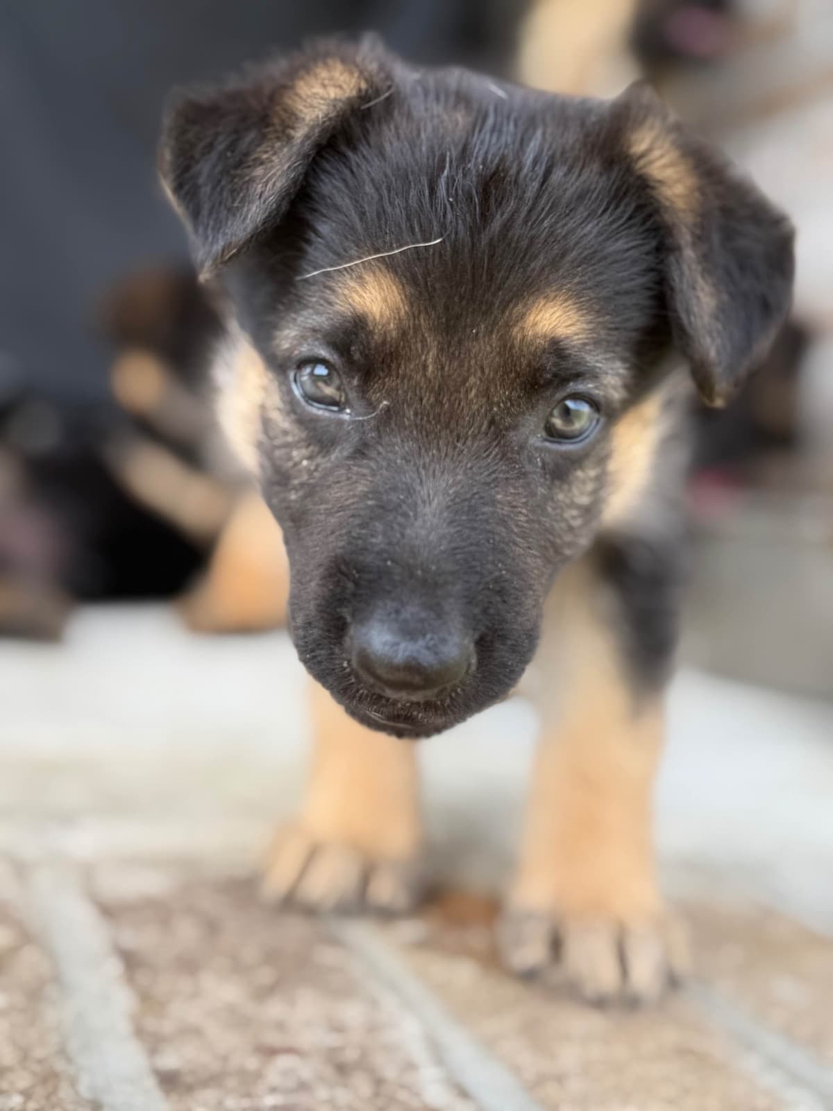 German Shepherd Dog Puppies breeder image 2