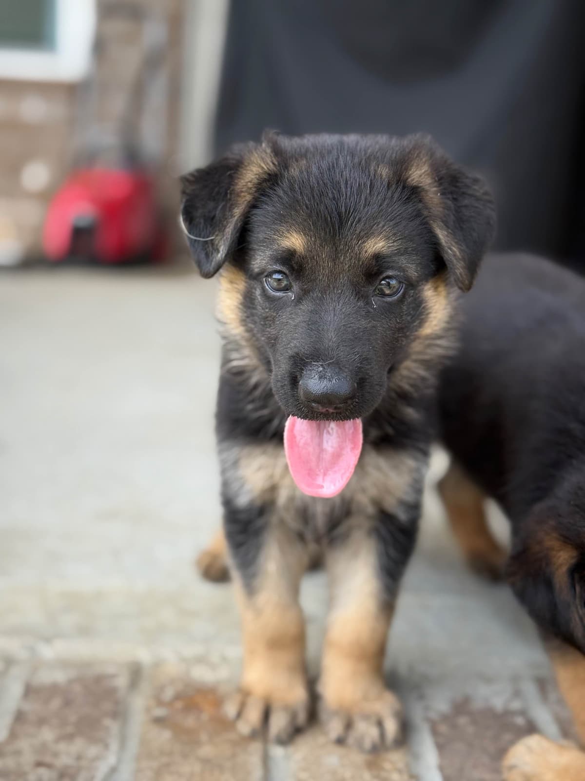 German Shepherd Dog Puppies breeder image 7