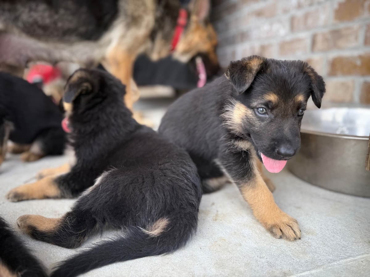 German Shepherd Dog Puppies breeder image 6