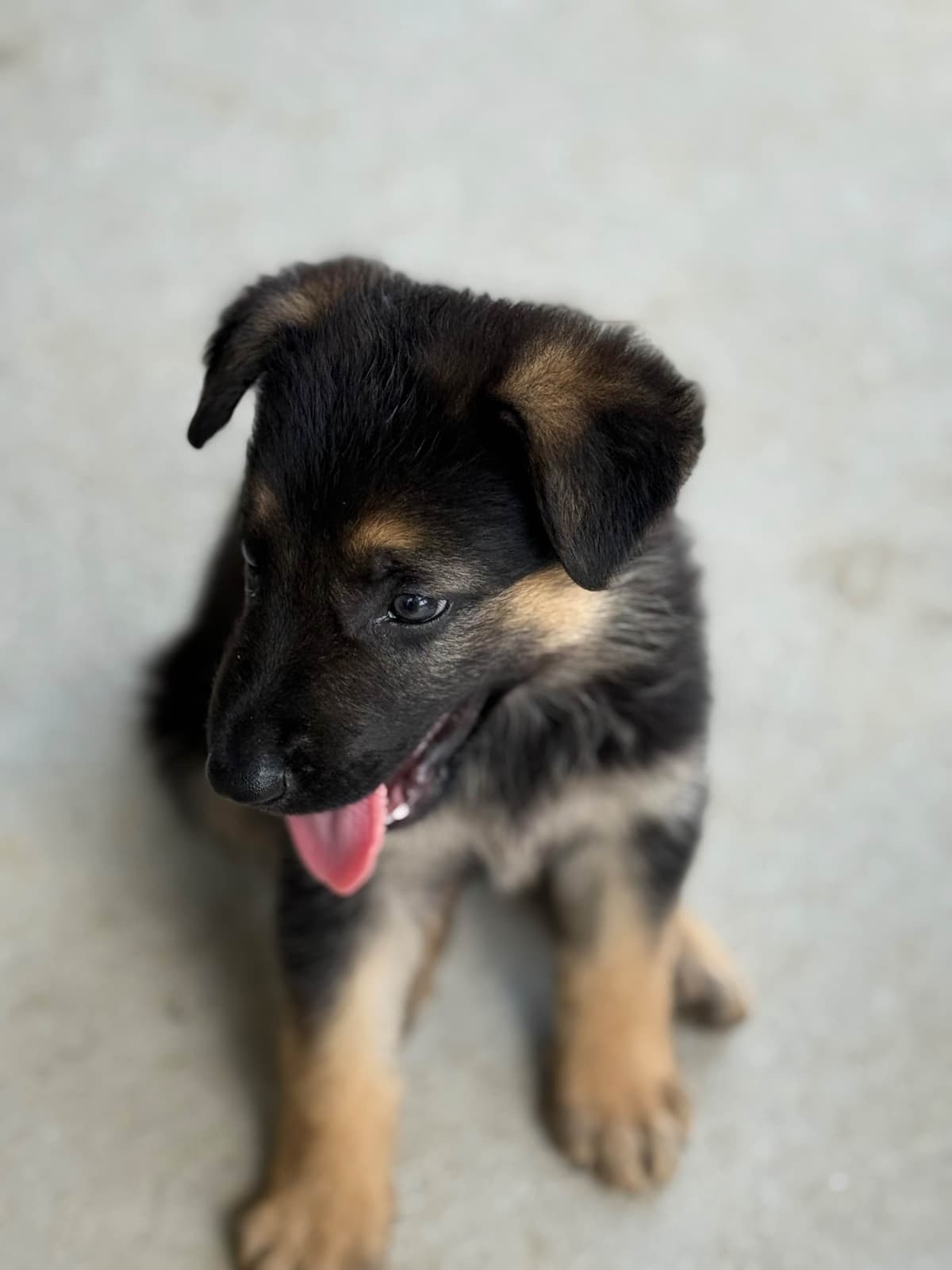 German Shepherd Dog Puppies breeder image 13